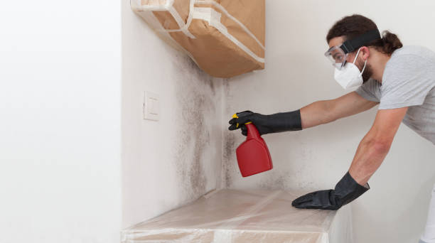 Professional Mold Cleanup technician working in Freeland, PA
