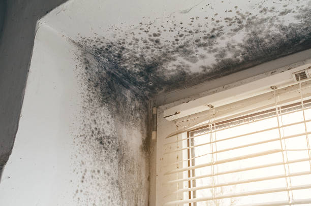 Affordable Mold Cleanup solutions in Freeland, PA